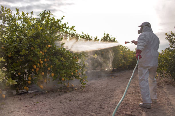 Best Cockroach Control Services  in Lomita, CA