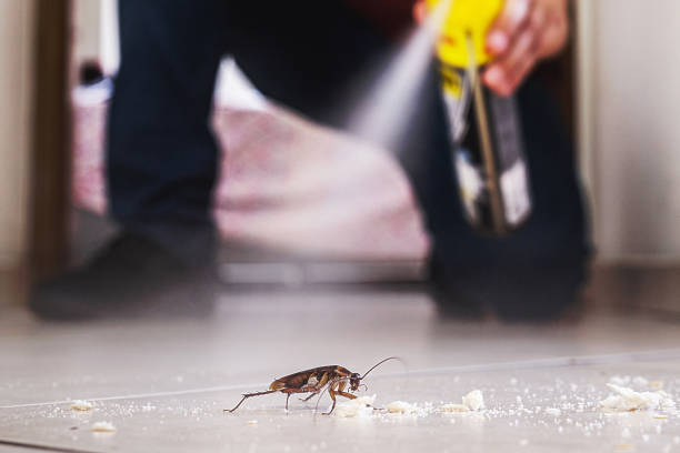 Best Pest Inspection Near Me  in Lomita, CA